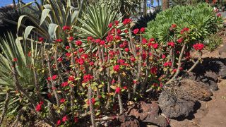 GC-Parque Botanico de Maspalomas 2025-092.jpg